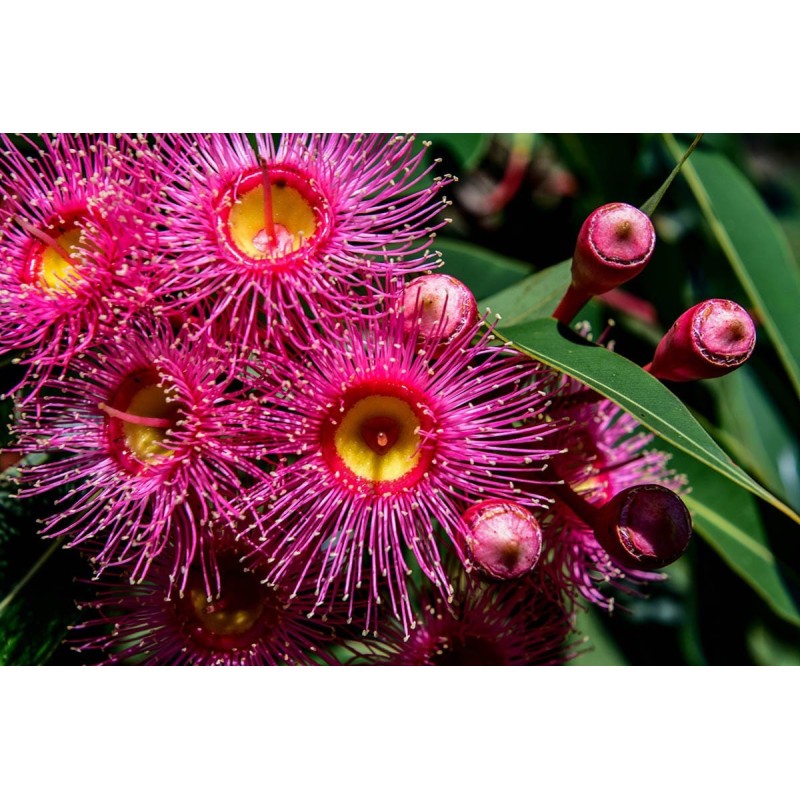 Miel d’eucalyptus - Atelier des Abeilles
