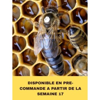 Reine Carnica / Carniolienne 2026 ( 2 de disponible S27)